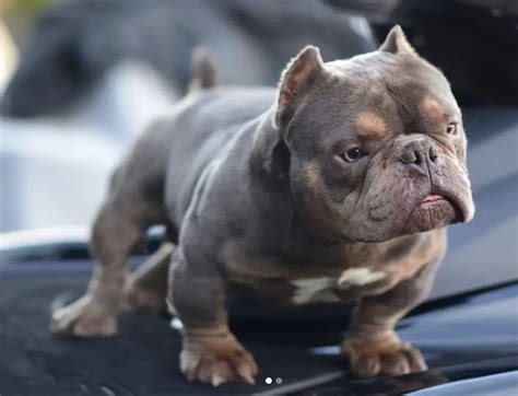 micro bully size